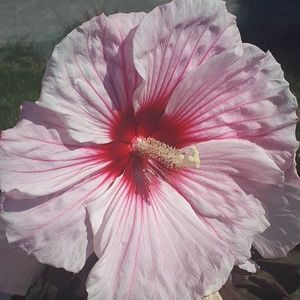 Meet your Posher, Sasha